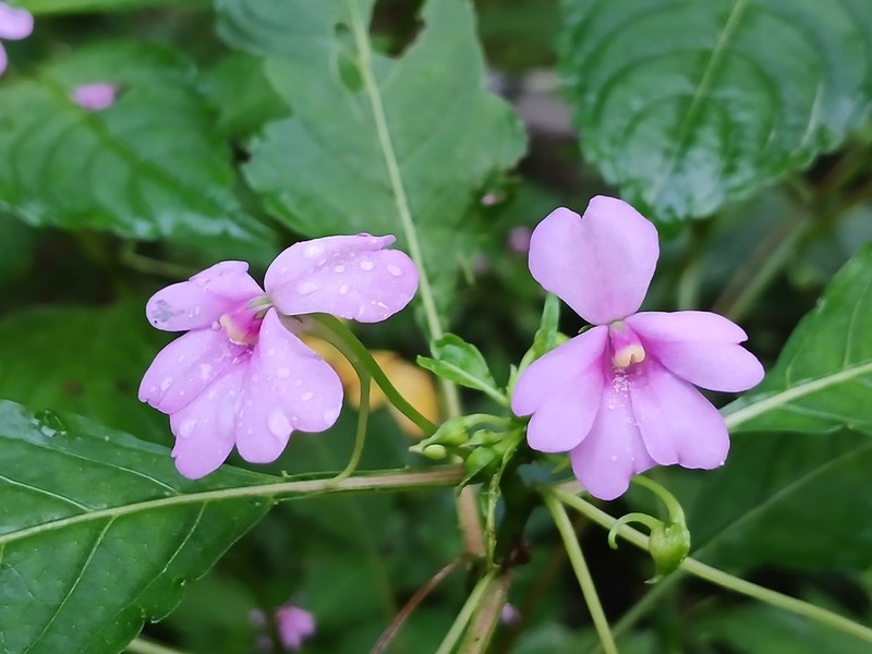 Impatiens dasysperma photo 5