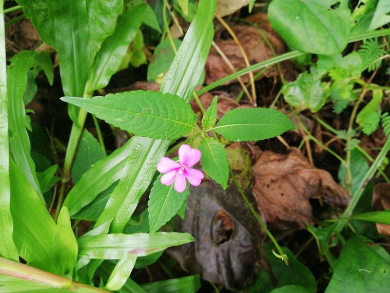 Impatiens dasysperma photo 6