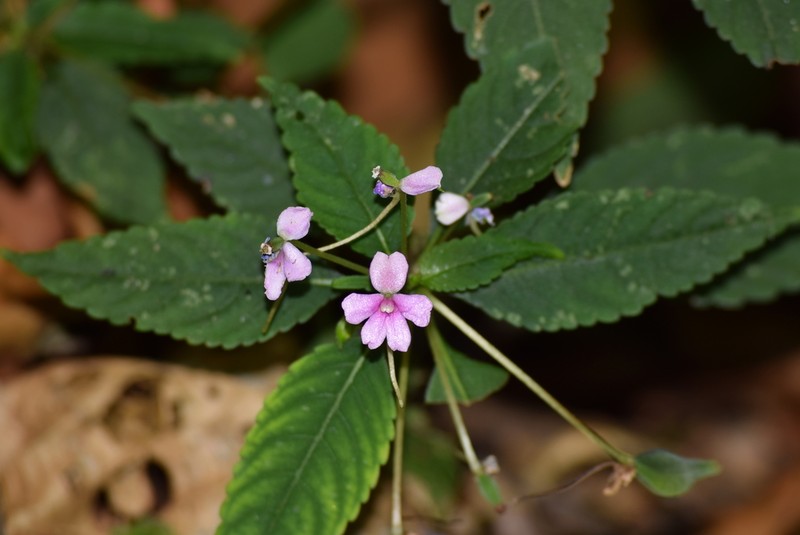 Impatiens dasysperma photo 7