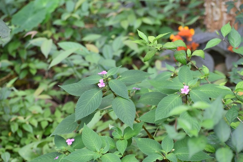 Impatiens dasysperma photo 8