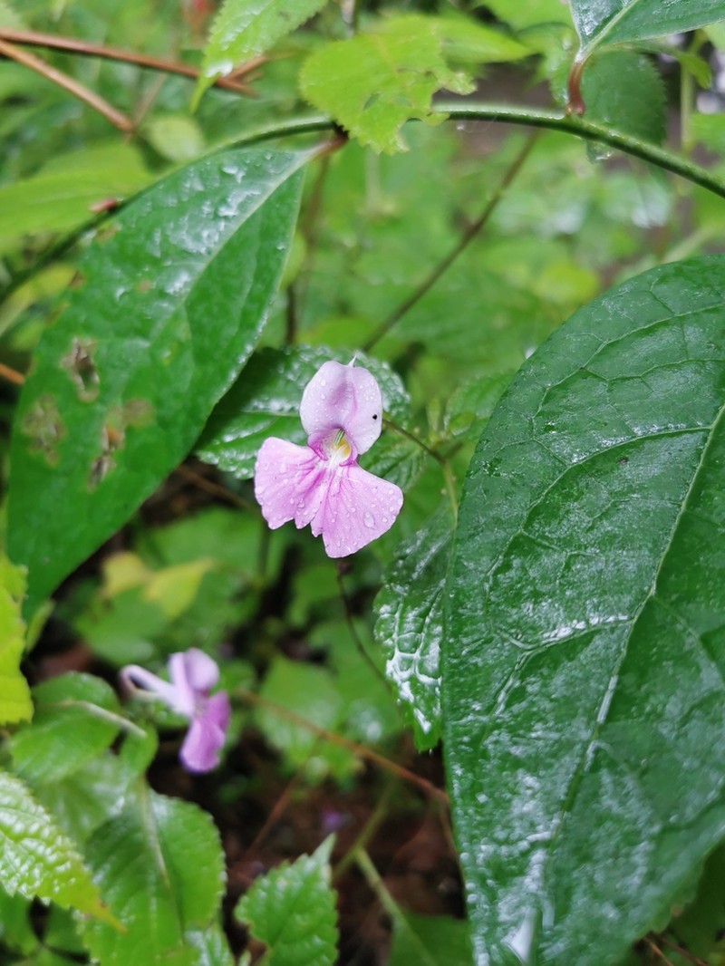 Impatiens dasyvexilla