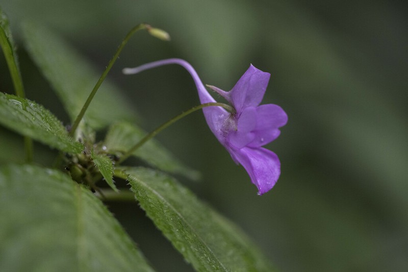 Impatiens decipiens