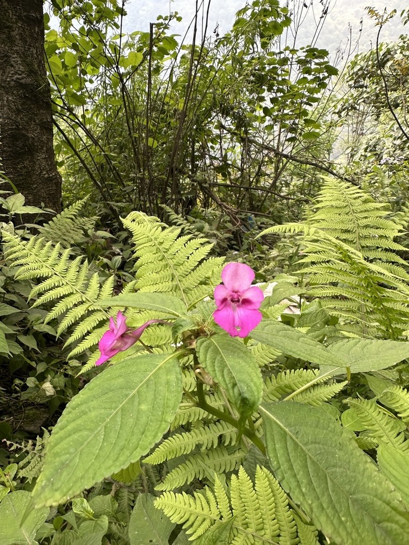 Impatiens decipiens photo 2