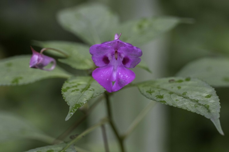 Impatiens decipiens photo 4