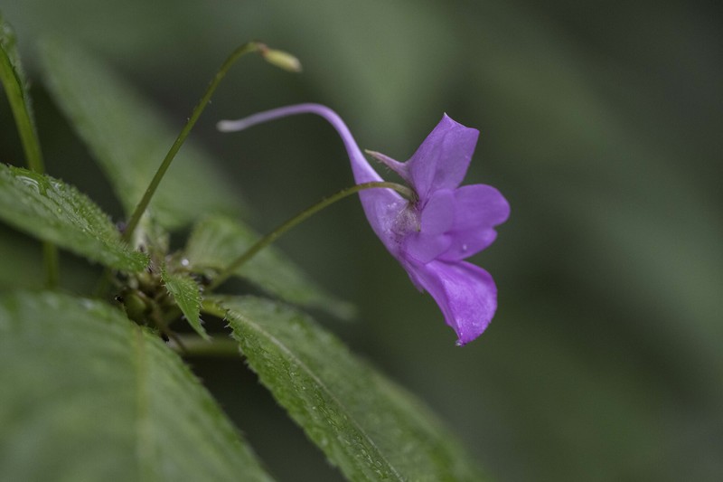 Impatiens decipiens photo 6