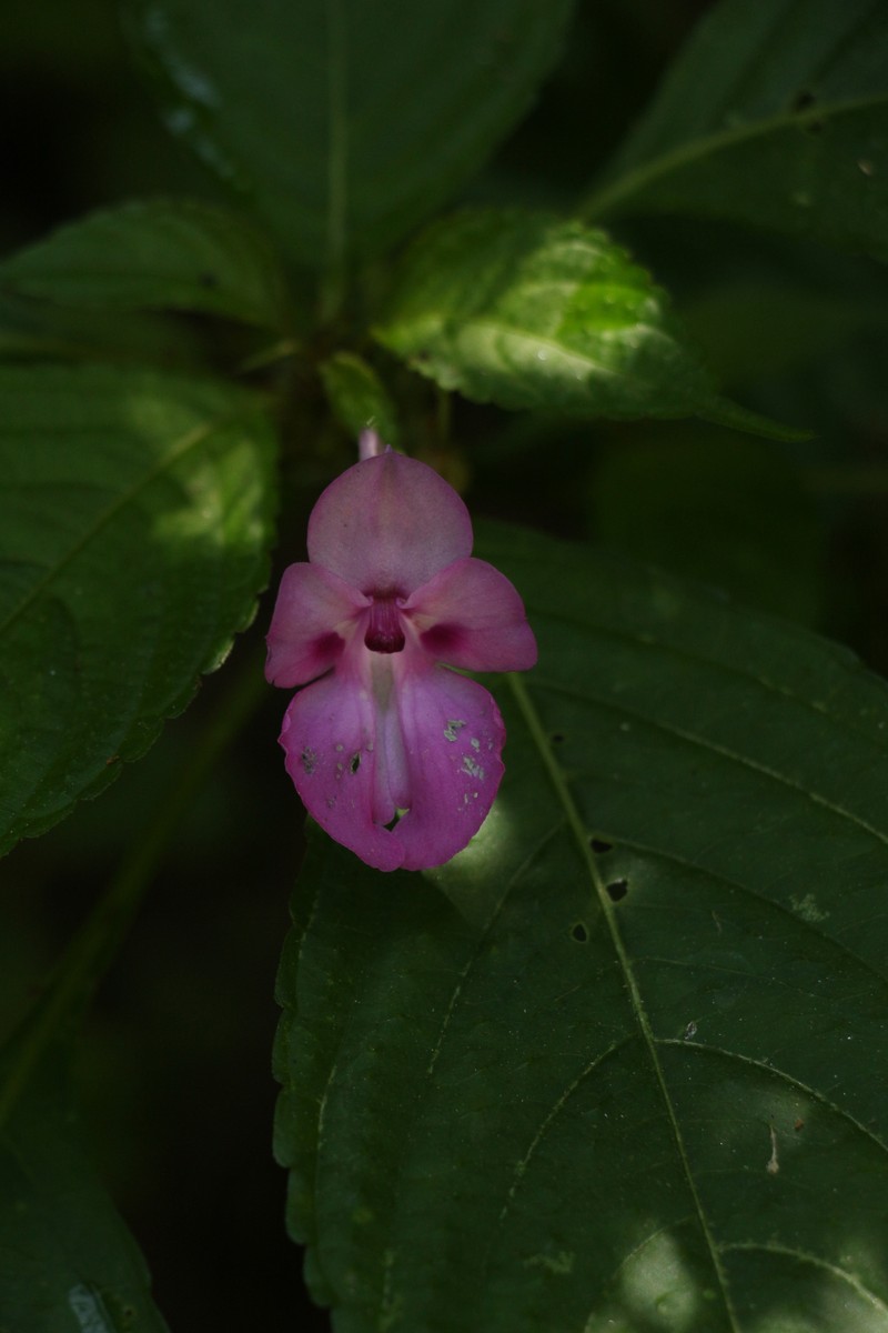 Impatiens decipiens photo 7