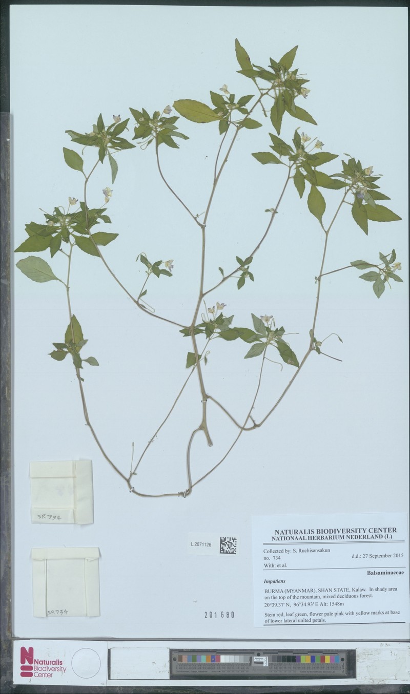 Impatiens decurva