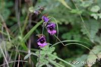 Impatiens delavayi
