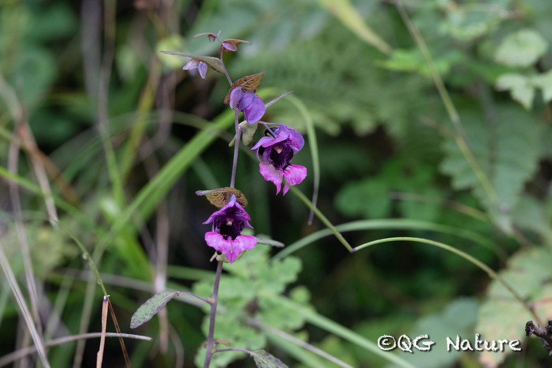Impatiens delavayi