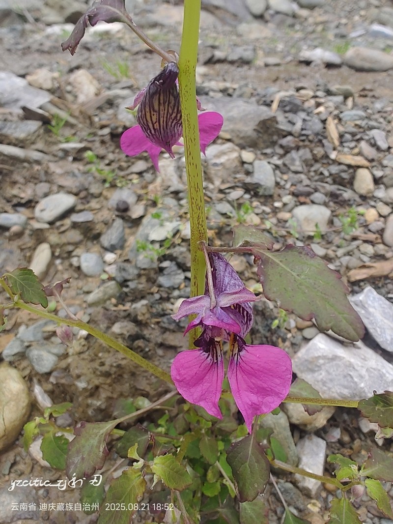 Impatiens delavayi photo 2