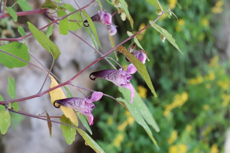Impatiens delavayi photo 3