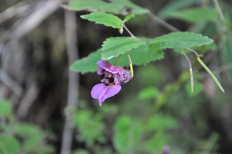 Impatiens delavayi photo 4