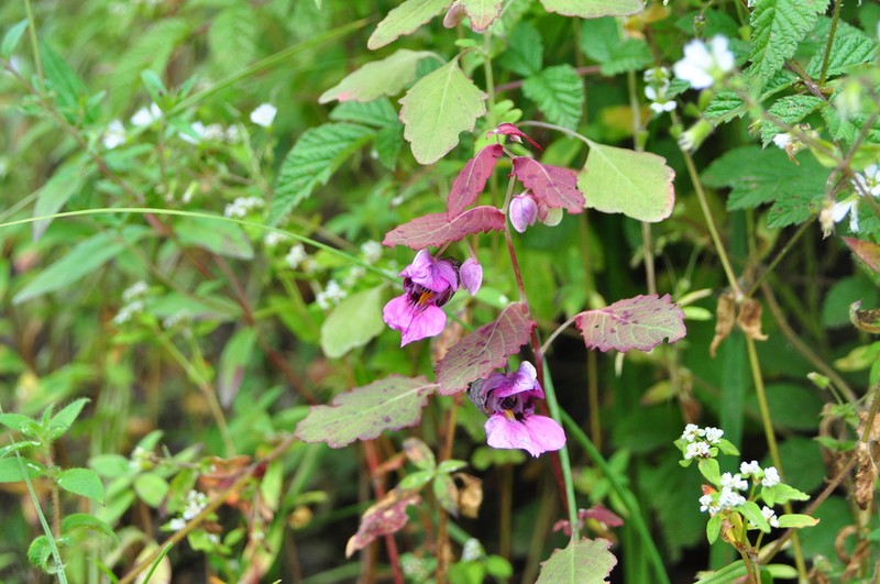 Impatiens delavayi photo 5