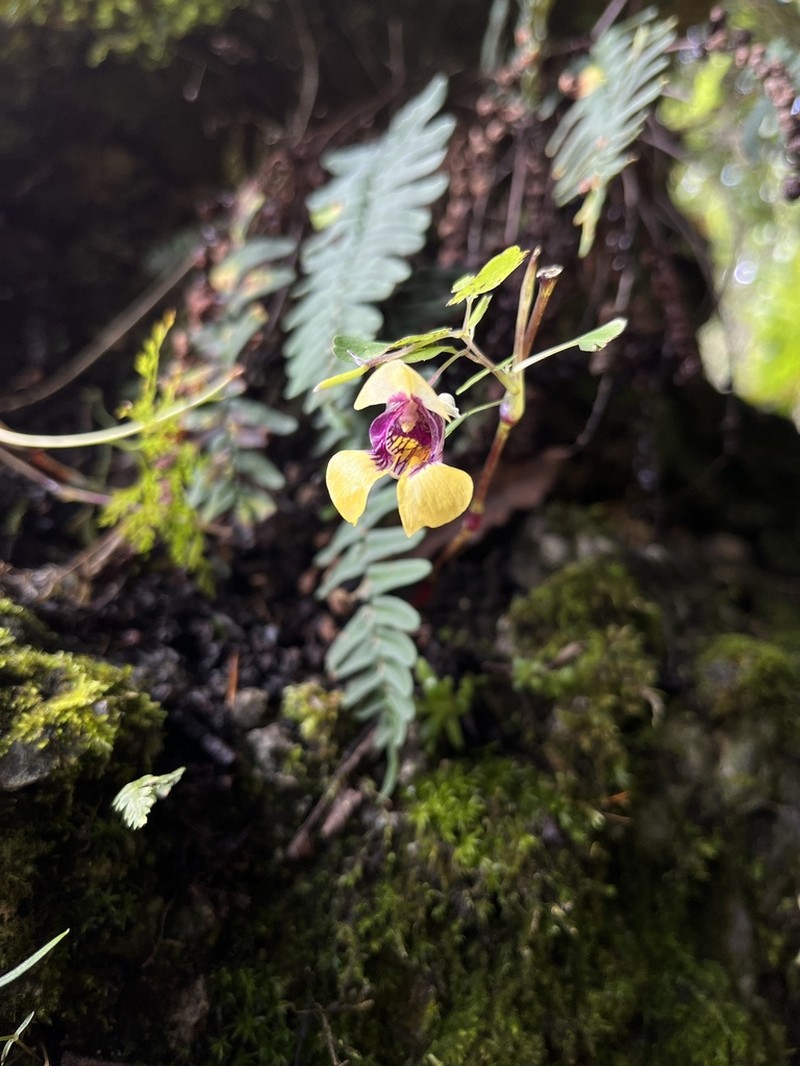 Impatiens delavayi photo 6
