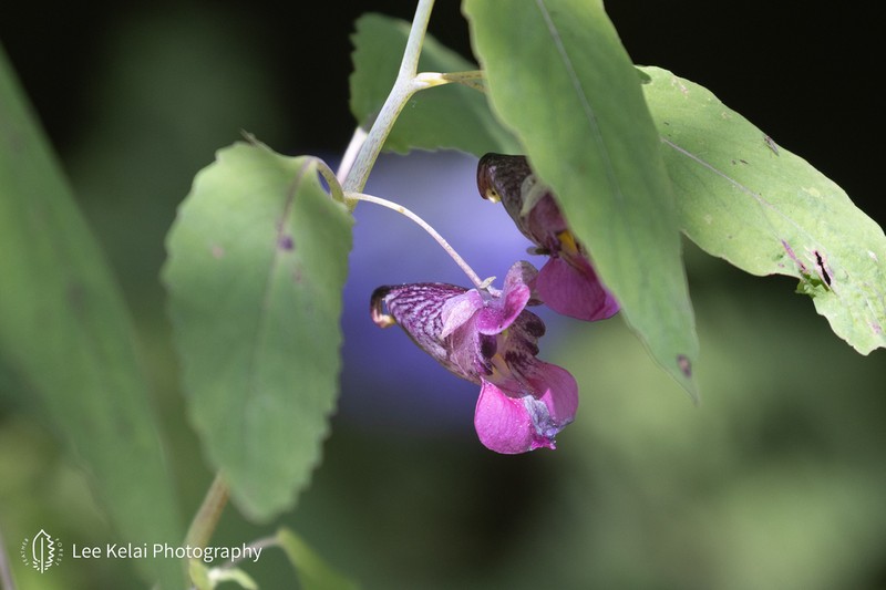 Impatiens delavayi photo 7
