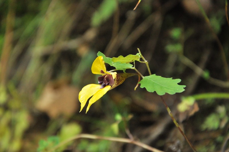Impatiens delavayi photo 8