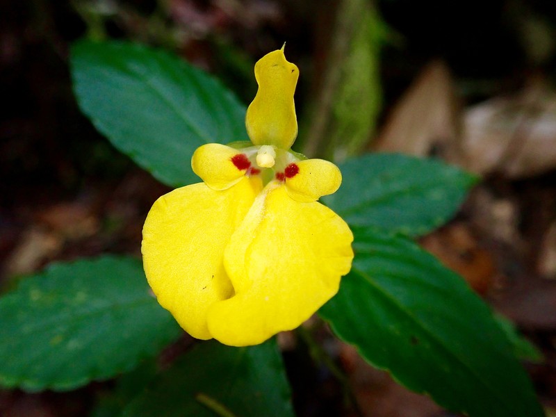 Impatiens delectans
