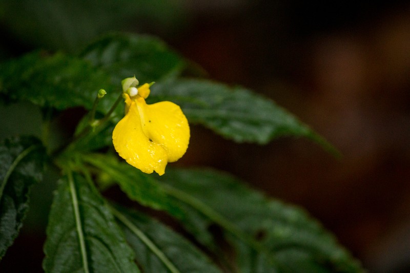 Impatiens delectans photo 2