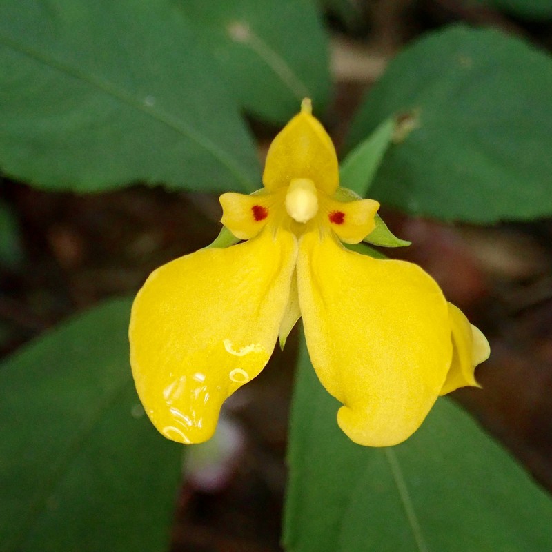 Impatiens delectans photo 3