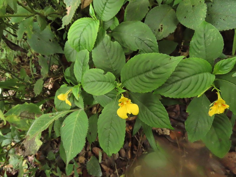 Impatiens delectans photo 4