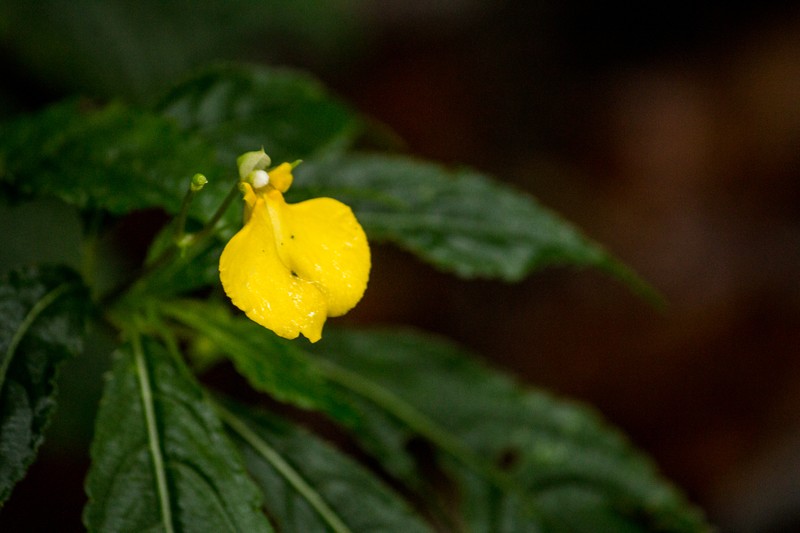 Impatiens delectans photo 5