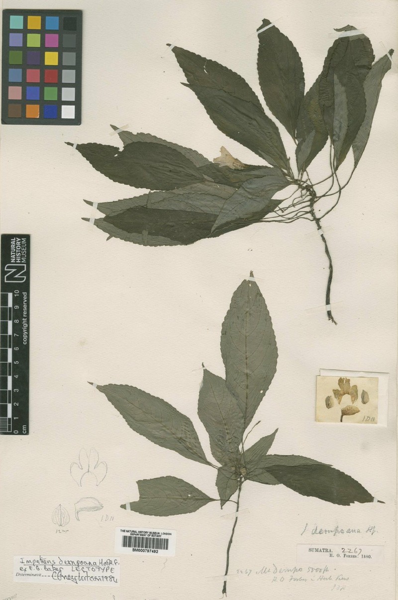 Impatiens dempoana