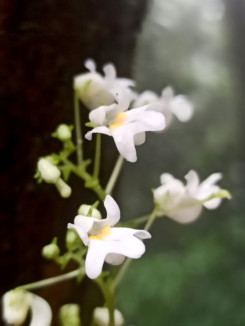 Impatiens dendricola