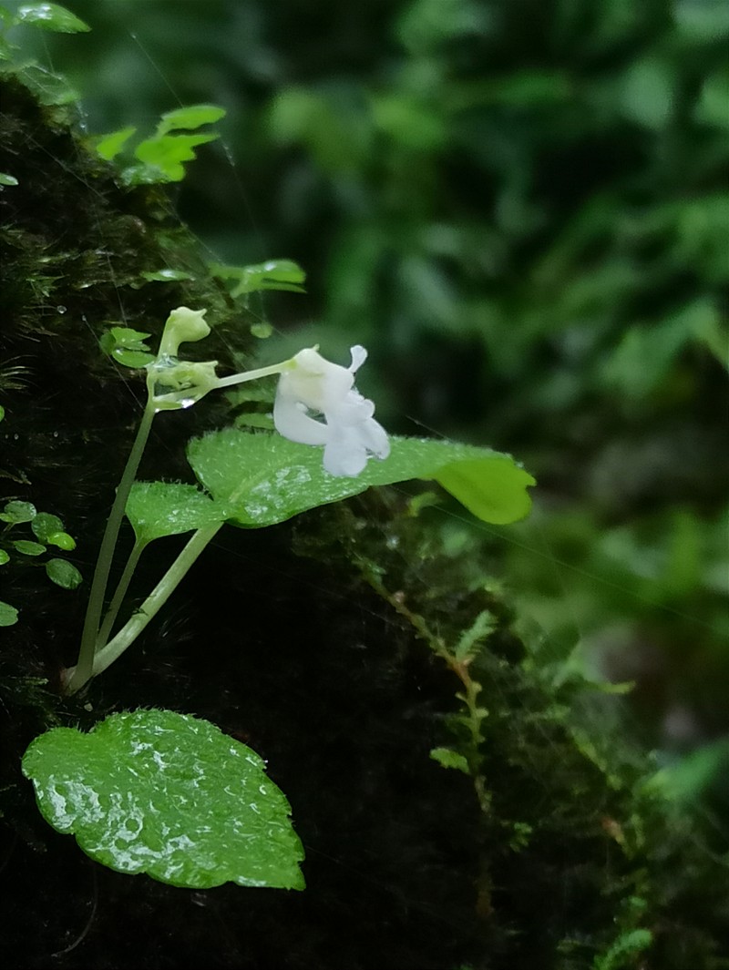 Impatiens dendricola photo 2