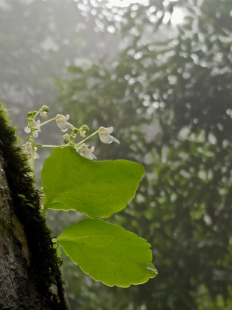 Impatiens dendricola photo 3