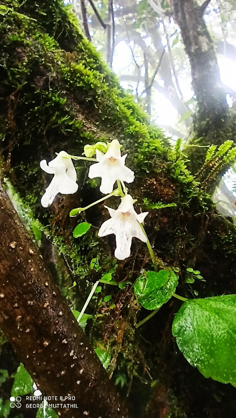 Impatiens dendricola photo 4