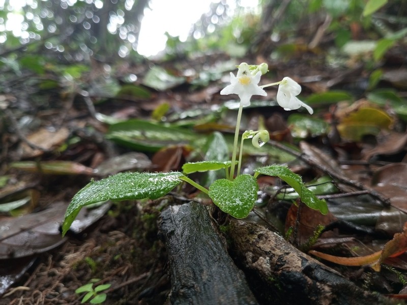 Impatiens dendricola photo 6