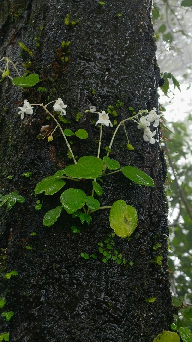 Impatiens dendricola photo 7