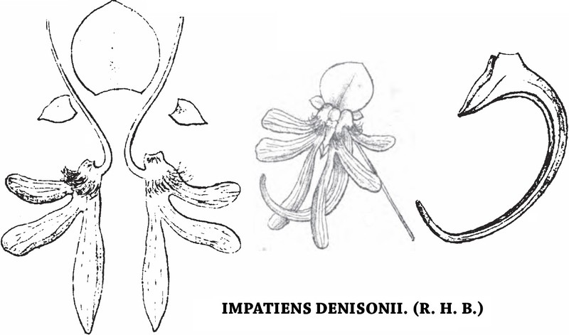 Impatiens denisonii