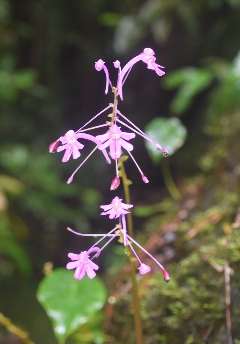 Impatiens denisonii photo 2