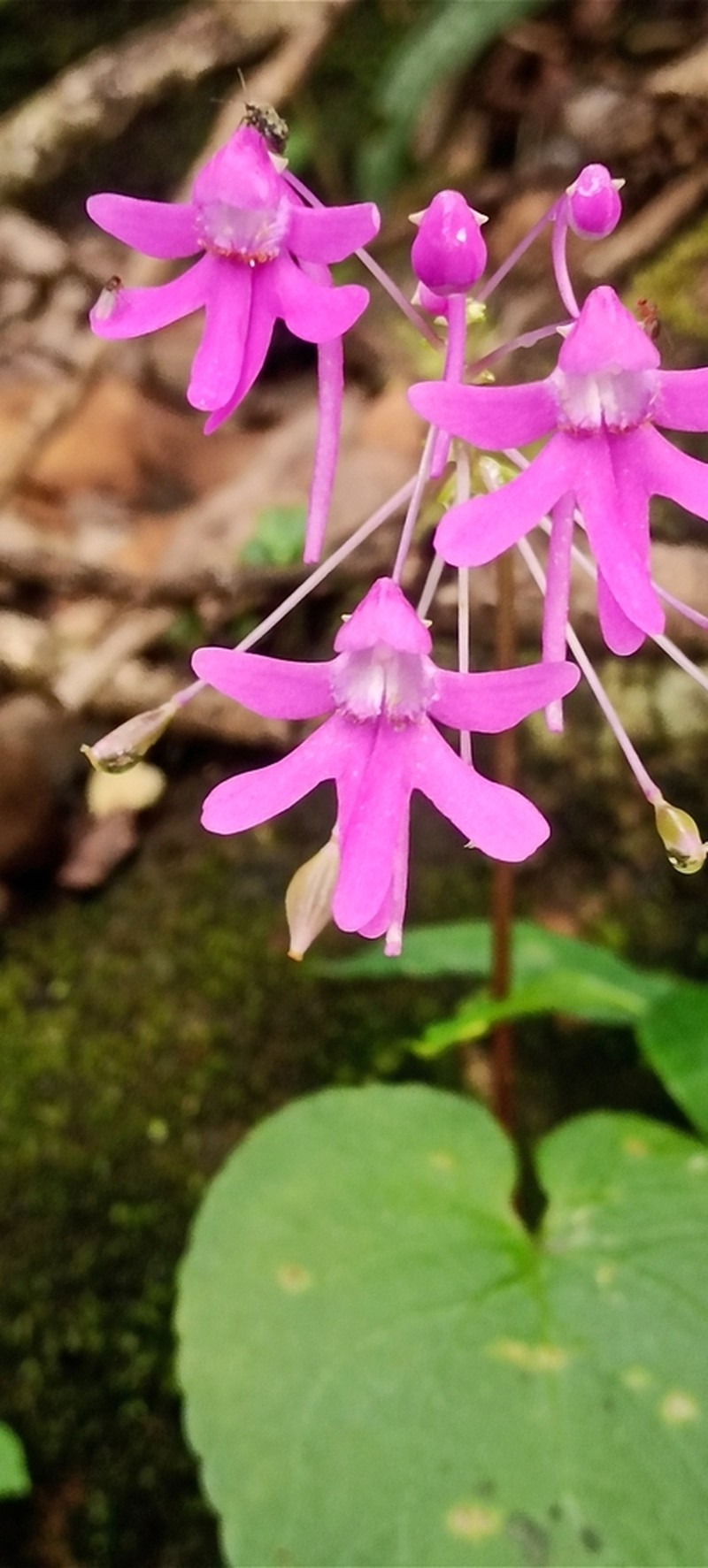 Impatiens denisonii photo 3