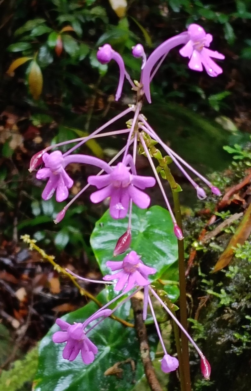 Impatiens denisonii photo 4