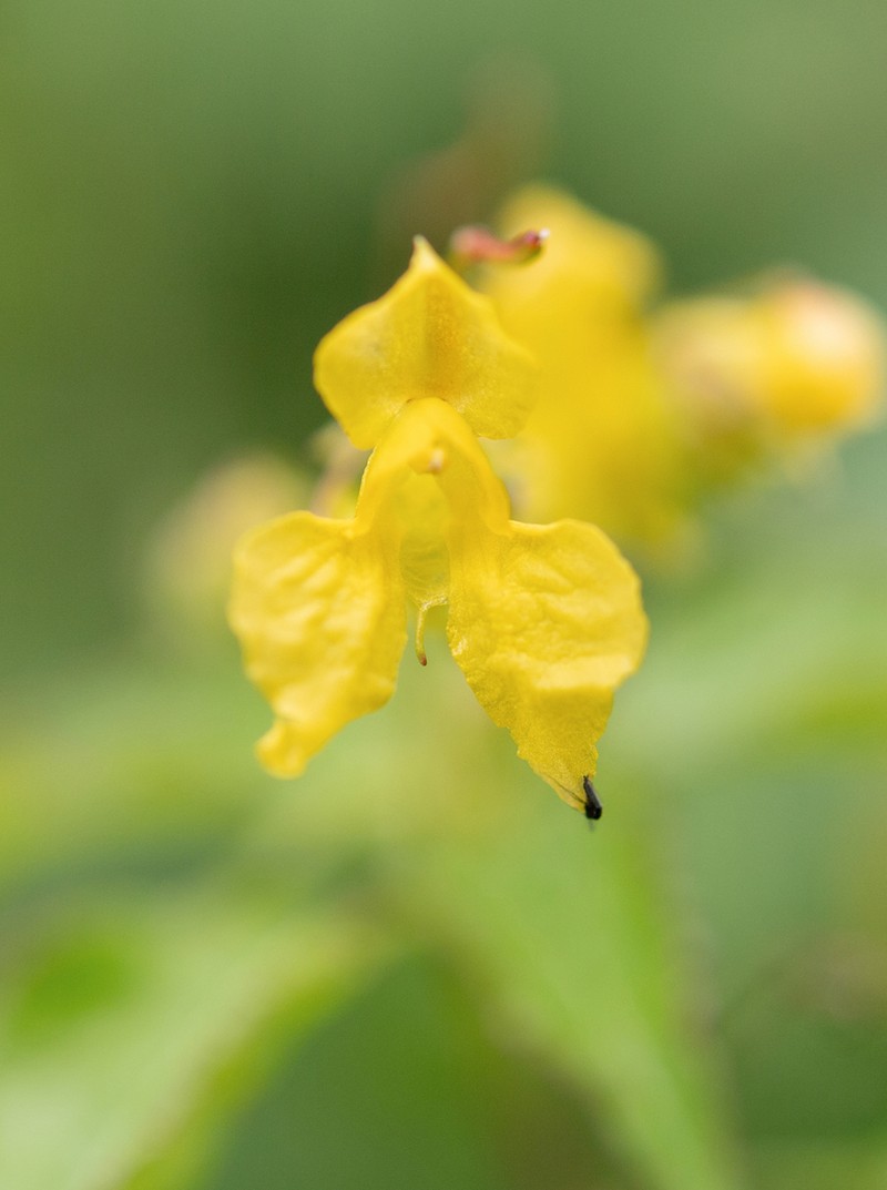 Impatiens desmantha