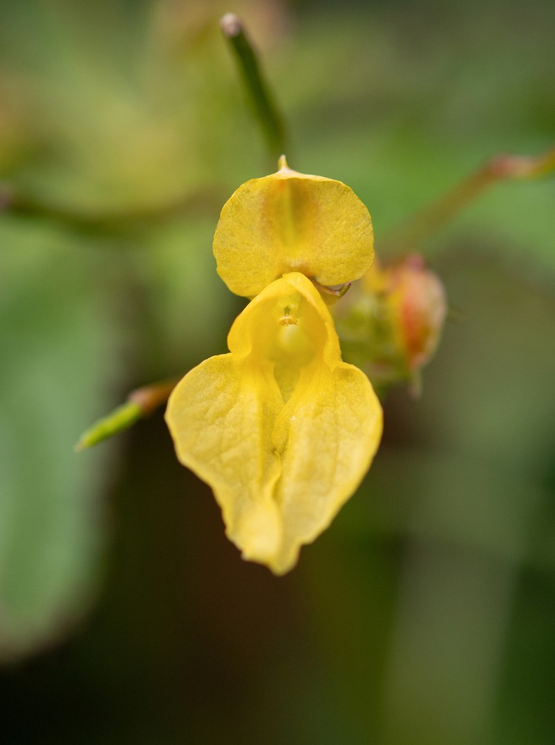 Impatiens desmantha photo 2