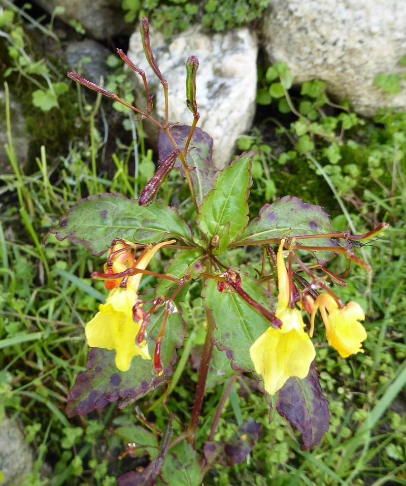 Impatiens desmantha photo 3
