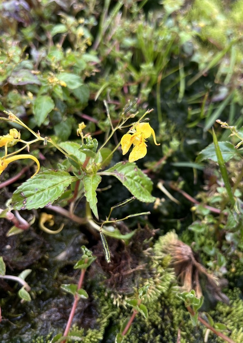Impatiens desmantha photo 4