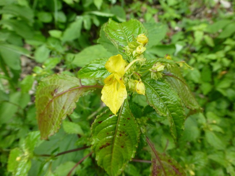 Impatiens desmantha photo 5