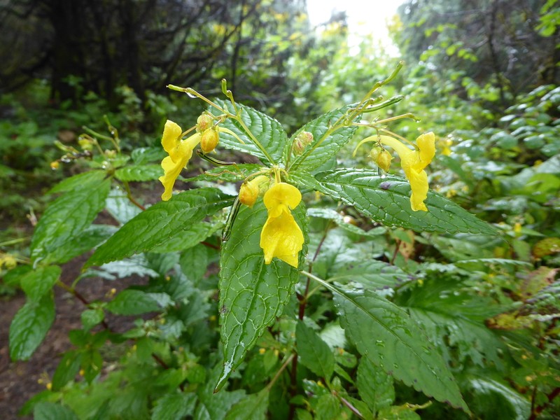 Impatiens desmantha photo 6