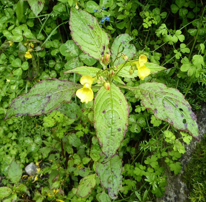 Impatiens desmantha photo 7