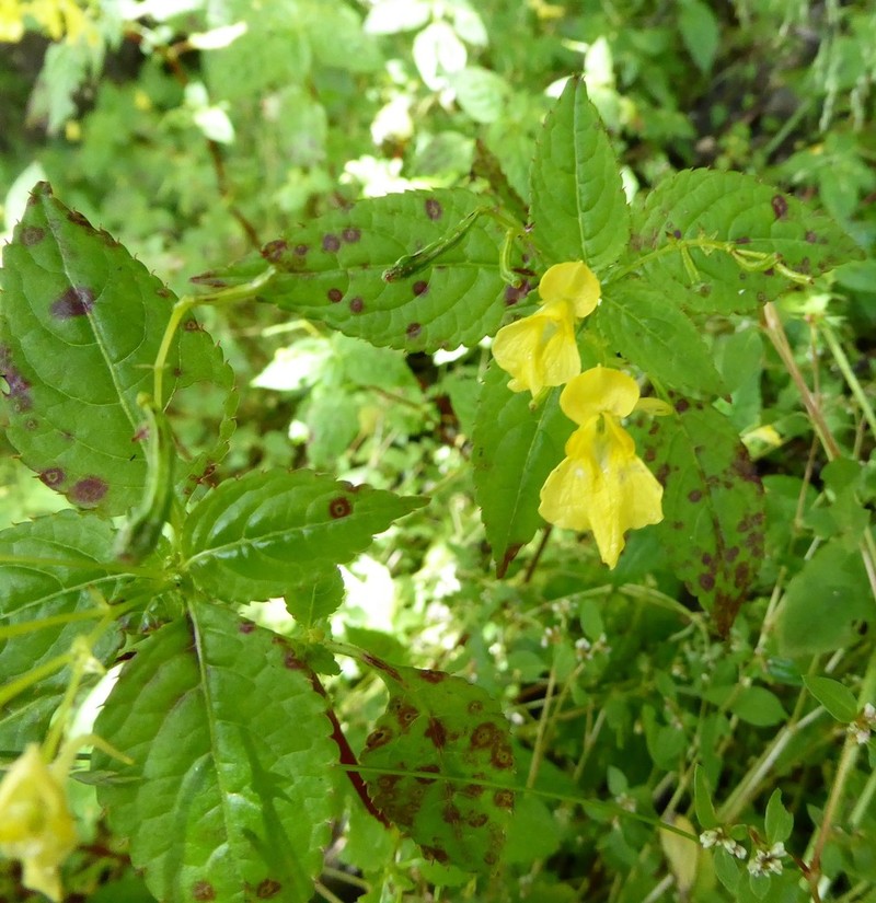 Impatiens desmantha photo 8