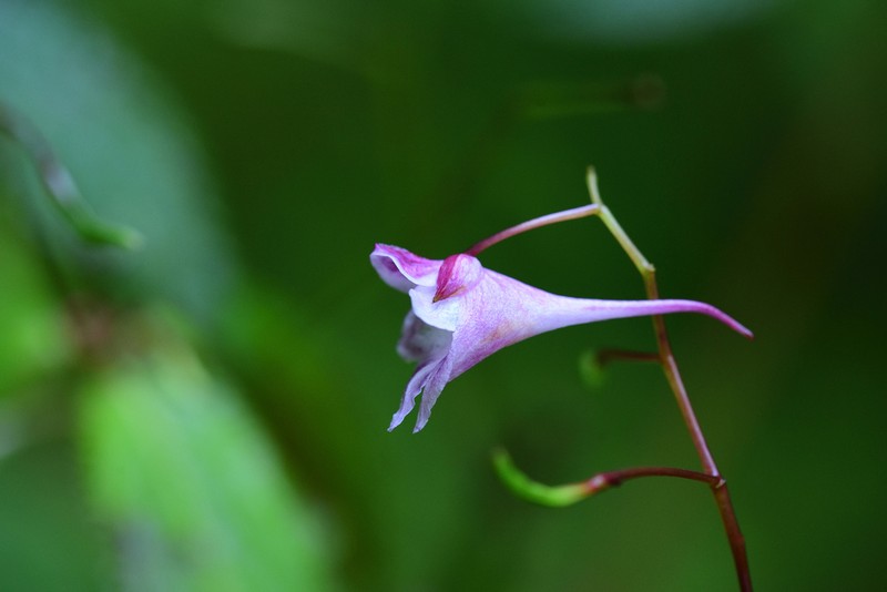 Impatiens devolii
