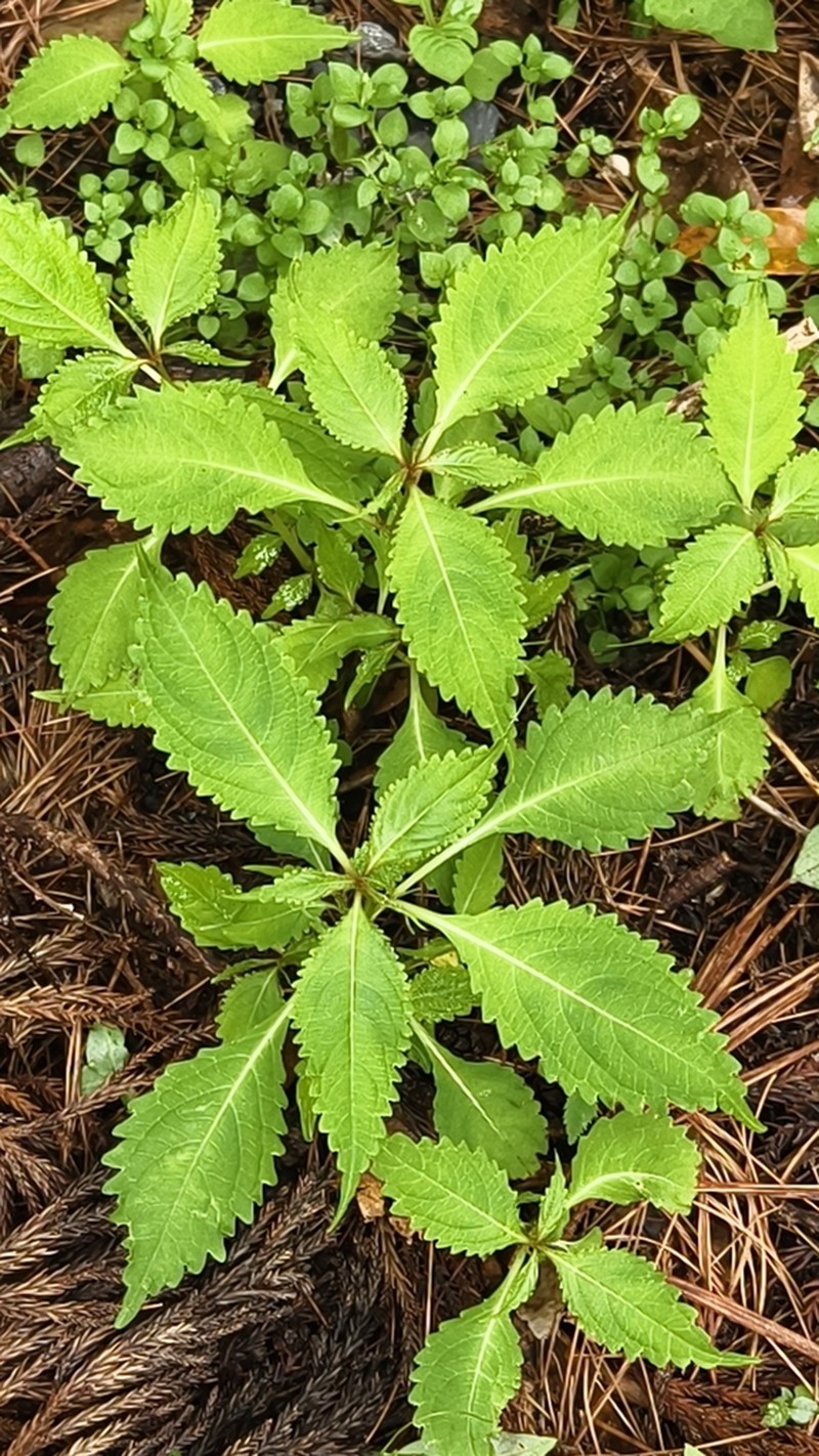 Impatiens devolii photo 2