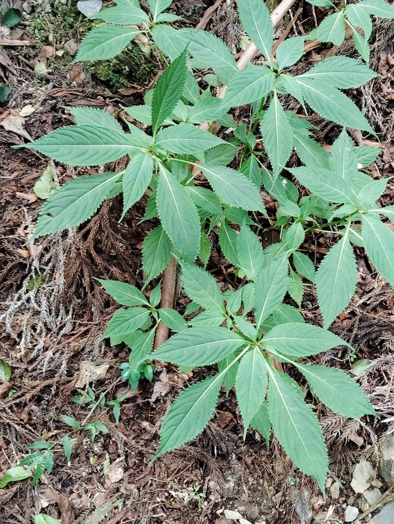 Impatiens devolii photo 3