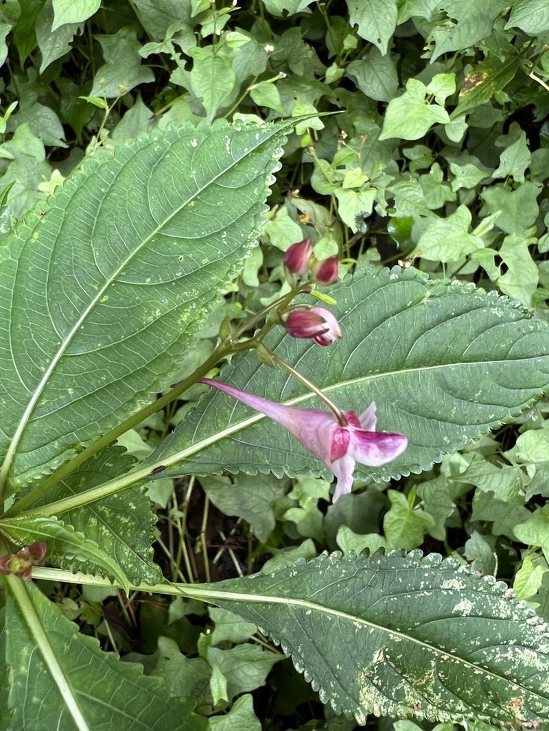 Impatiens devolii photo 4