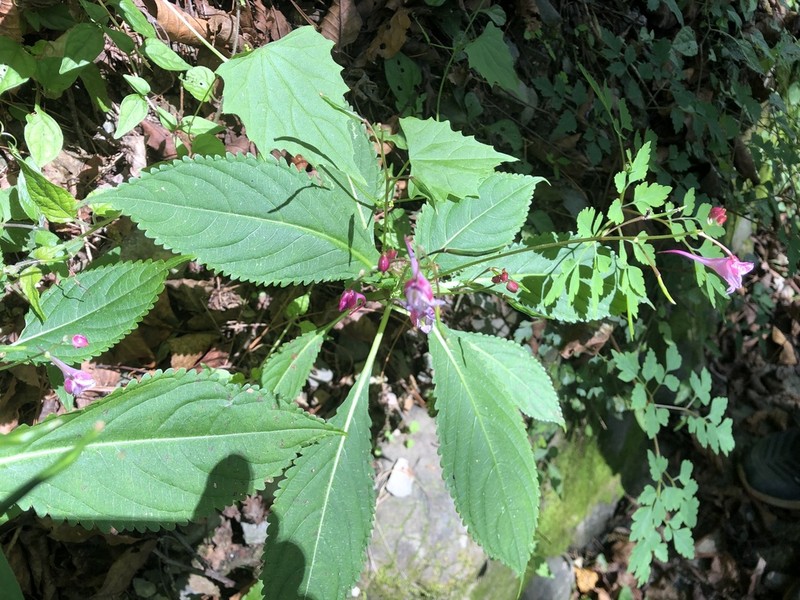 Impatiens devolii photo 5