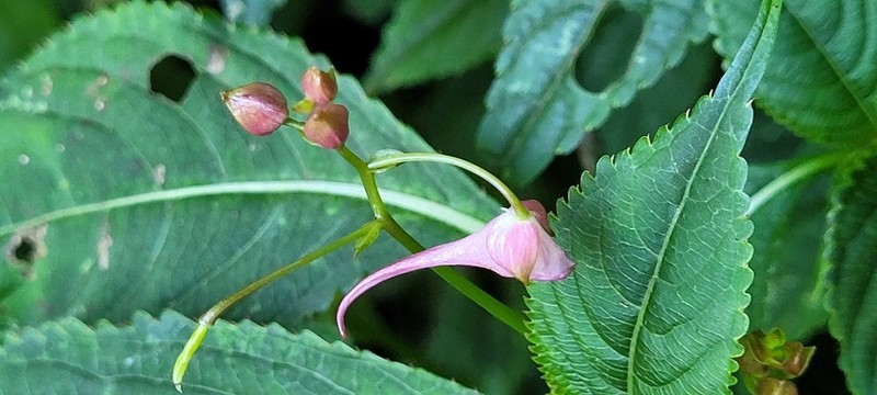 Impatiens devolii photo 6